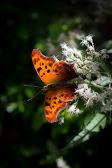 butterfly on a flower