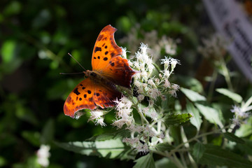 butterfly on a flower