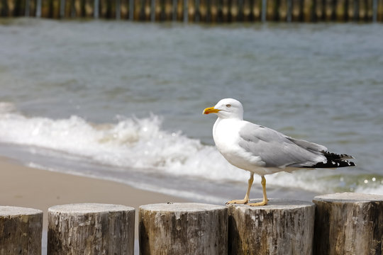 The seagull is seen in wooden poles