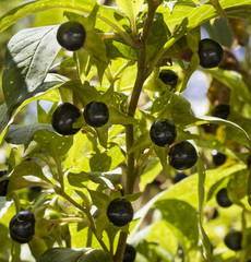 Deadly Nightshade (Atropa belladona) flowering. Botanical Garden, Frankfurt, Germany, EuropeDeadly Nightshade (Atropa belladona) flowering, Bavaria, Germany,