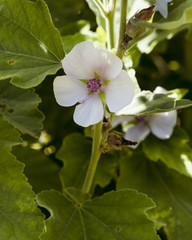 Marsh Mallow Althaea officinalis in flower. Botanical Garden, Frankfurt, Germany, Europe-