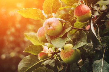 Apple garden in the sun