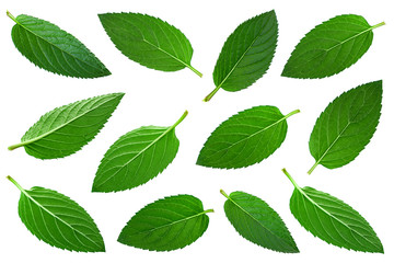 Mint herb leaf collection on white