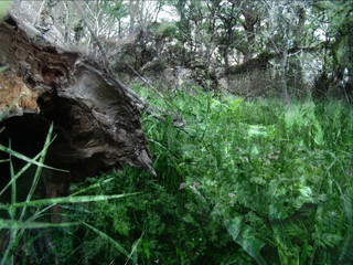 GEDSC DIGITAL CAMERA