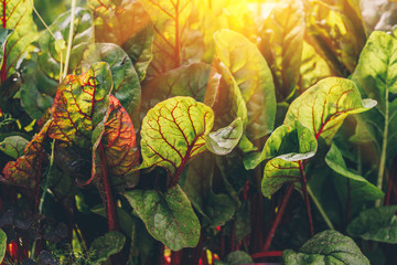 Agriculture and farming - Beet leaves on the bed