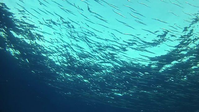 Niddle fishes swimming in the sea surface