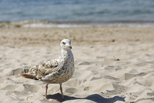 There is a seagull on the sand near the sea shore