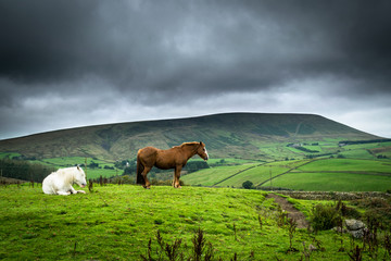 Pendle Hill with Horses. Lancashire. England