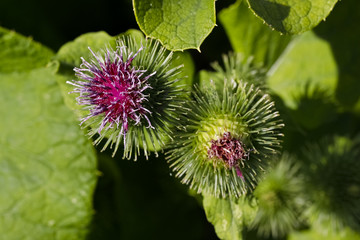 Thistle flowers in a wild