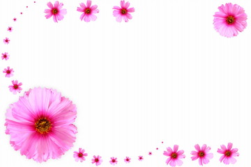 pink flower texture in white background for peace meditation spa health freedom nature concept background