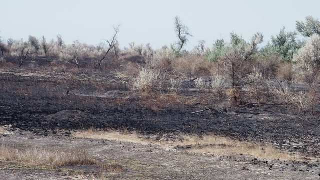 Panorama of the forest after the fire. Slow motion.
