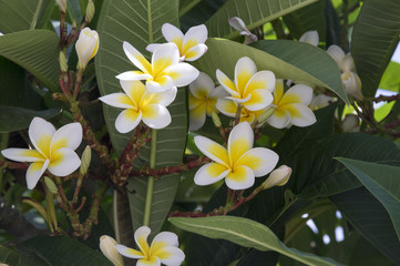 Plumeria alba tropical evergreen shrub flowers in bloom, white yellow flowering plant