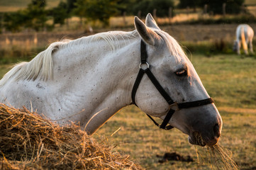 white horse in evening sun