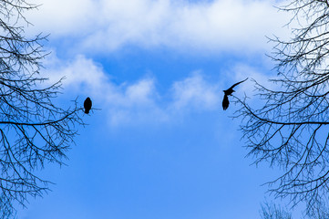 Two birds