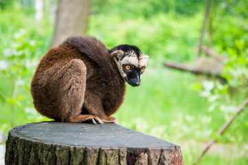lemur on tree