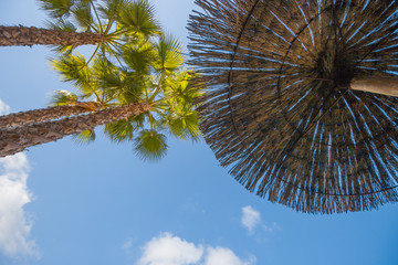 View of palm leaves against the sky during sunbathing