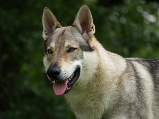 Tschechoslowakischer Wolfhund