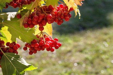 Image with a viburnum.