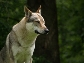 Tschechoslowakischer Wolfhund
