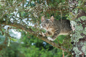 Cute cat is lying on the tree ,Little kitten on a branch ,Cute pets have three colors on a natural green background ,The eyes of mammals are looking.