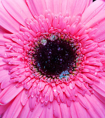 pink gerber with water drop close up