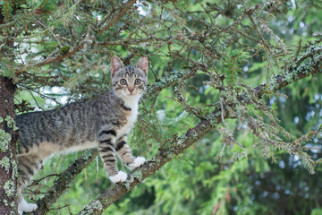 Naklejka na ściany i meble Cute cat is lying on the tree ,Little kitten on a branch ,Cute pets have three colors on a natural green background ,The eyes of mammals are looking.