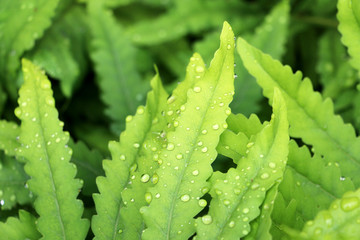 Green Ferns with Rain Drops