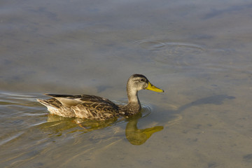 A Duck on the water