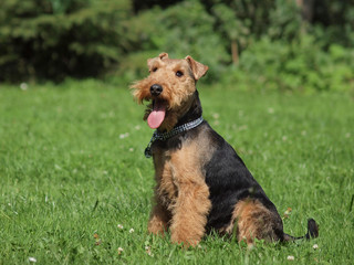 Welsh Terrier