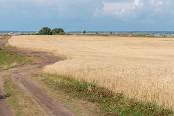 wheat field ready for harvest