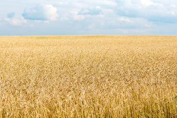 wheat field ready for harvest