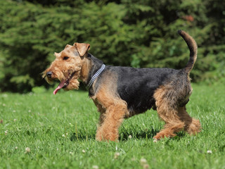 Welsh Terrier