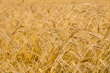 wheat field ready for harvest
