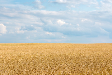 Naklejka premium wheat field ready for harvest