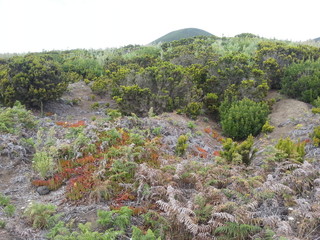 Vulkanische Pionierpflanzen
