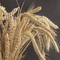 Ears of wheat of different varieties on a black background. Close-up. Square.