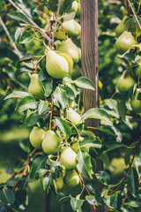 Agriculture and farming - orchard on the farm