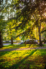 the sun's rays in the autumn Park, sunset through the leaves of trees