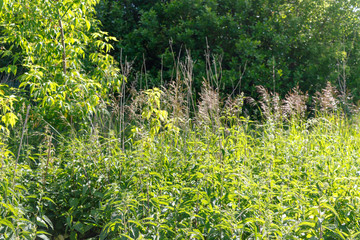 Acrocephalus palustris. Nest Habitat of Marsh Warbler. Landscape.