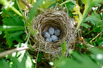 Acrocephalus palustris. The nest of the Marsh Warbler in nature.