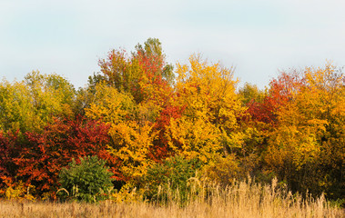 Naklejka premium autumn landscape with multi-colored deciduous trees and shrubs