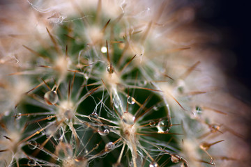 Close up of a cactus with water drops 