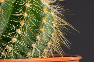 cactus on dark background