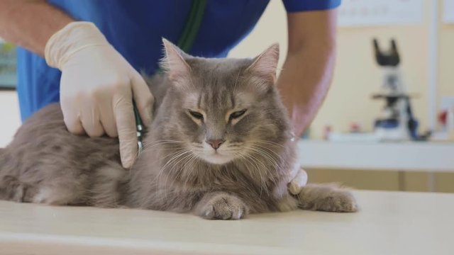 Portrait of a grey cat at veterinary clinic.