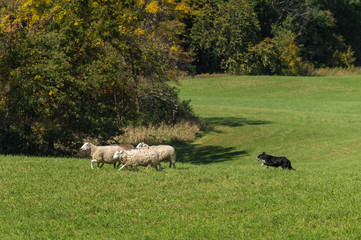 Stock Dog Moves Sheep (Ovis aries) Left Past Autumn Colors