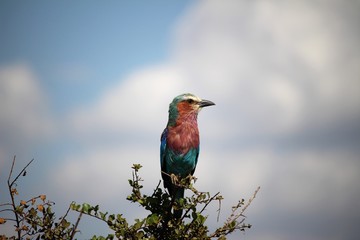 Masai Mara