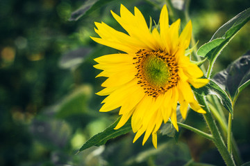 Close up of a sunflower