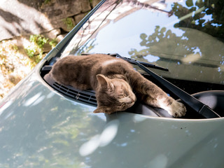 The beautiful cat life © Picanico