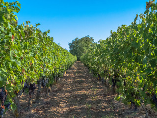 Fototapeta na wymiar Between the French vines