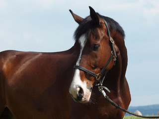 Fototapeta premium Hannoveraner 